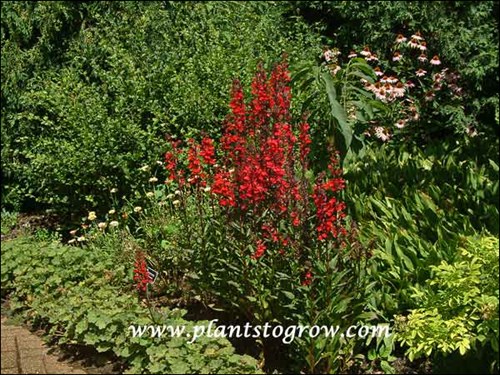 Cardinal flower used in a perennial border.